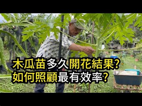 木瓜樹 招 陰|【木瓜樹招陰】在家種木瓜樹小心招陰？恐怖傳説竟然是真的